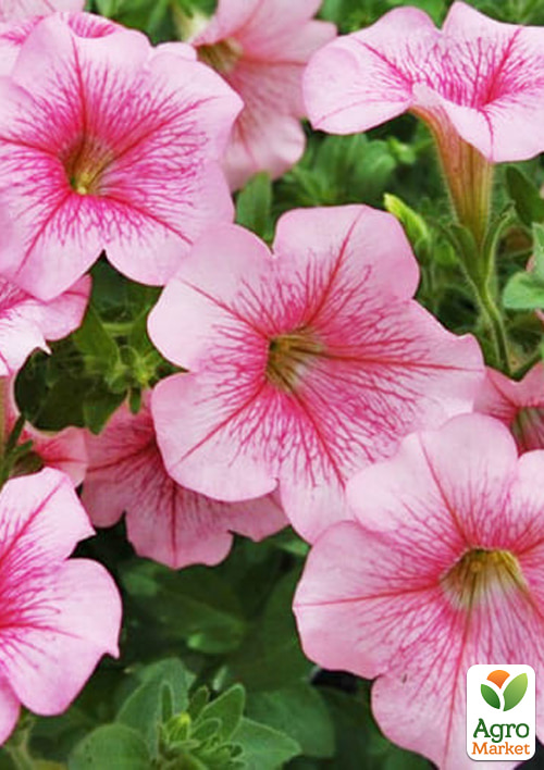 Петуния "Розовая" (Зипер) ТМ "Весна" 1г - фото 3