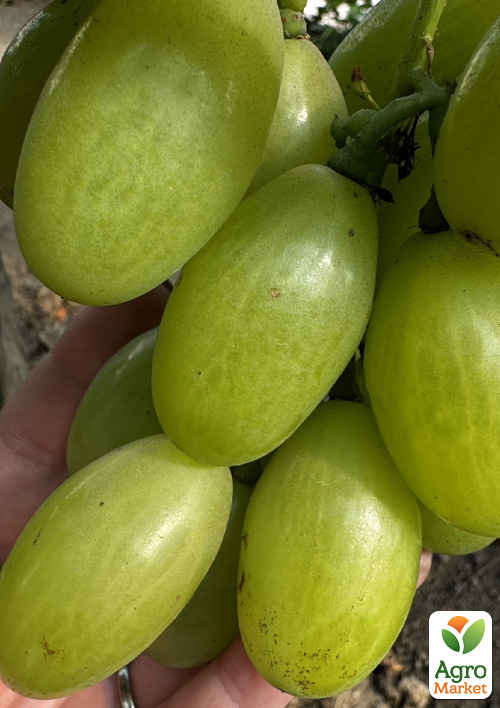 Виноград "Бриллиант Мускат" (ранний, крупная ягода, цветочный аромат)