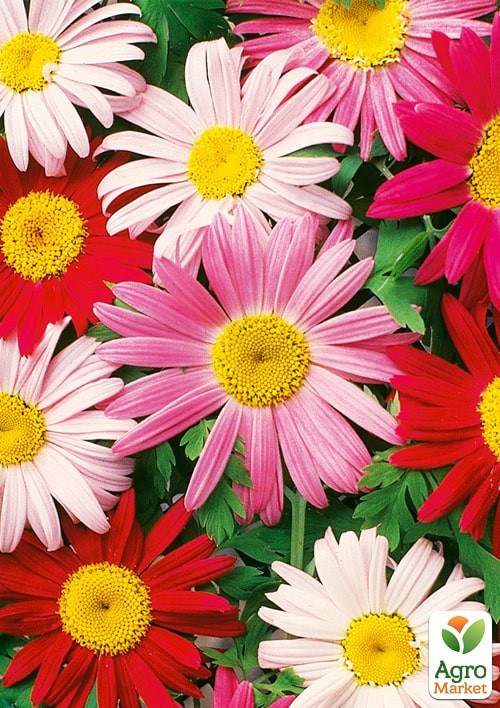 Піретрум "Перська ромашка" ТМ "Vesna Exclusive" 0,3г