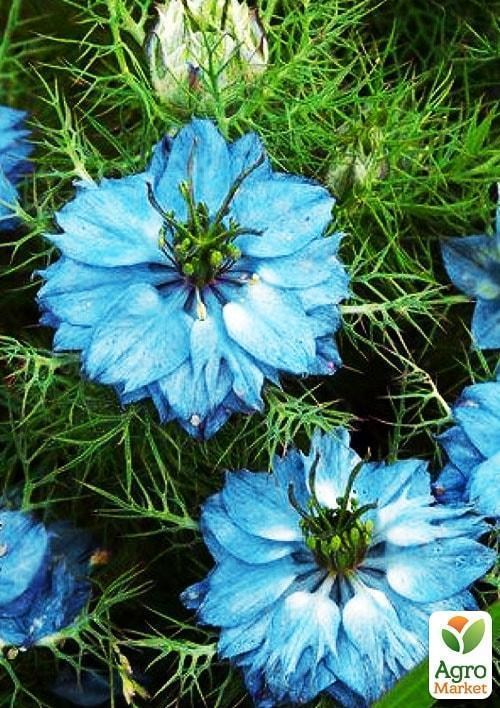 Нигелла "Чернушка дамасская" (Черный тмин) (Зипер) ТМ "Весна" 2г - фото 3