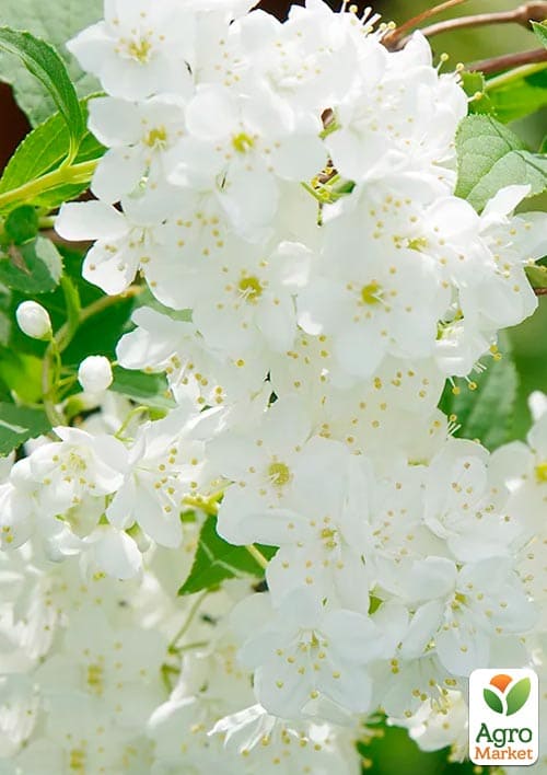 Дейция гибридная "Lemoinei" 