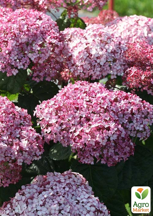 Гортензія деревоподібна "Candybelle Bubblegum"