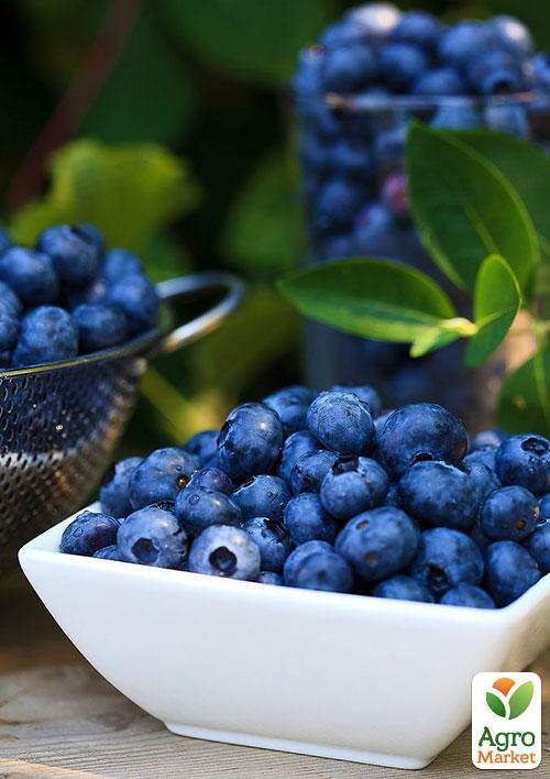 Лохина (чорниця садова) рання "Дюк" (Duke) (один з найбільш високоврожайних сортів) - фото 7