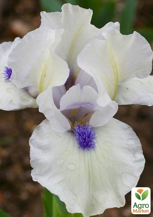 Ирис карликовый "Bluebeard`s Ghost" 