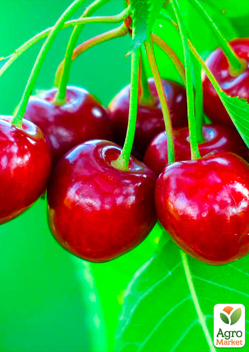 Черешня "Бичина" (літній сорт, середній термін дозрівання) - фото 4