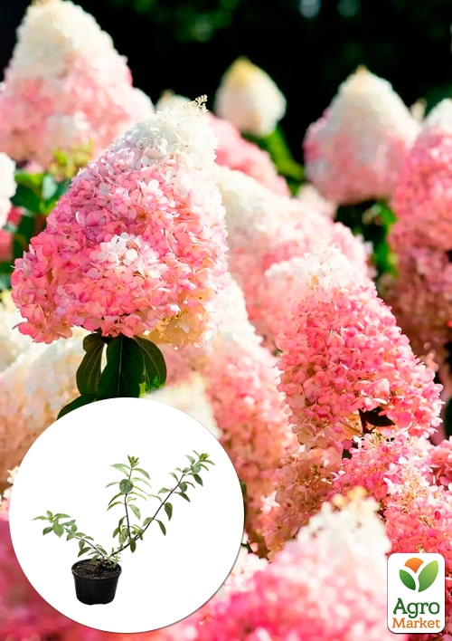 Гортензия 3-х летка метельчатая "Strawberry Blossom"