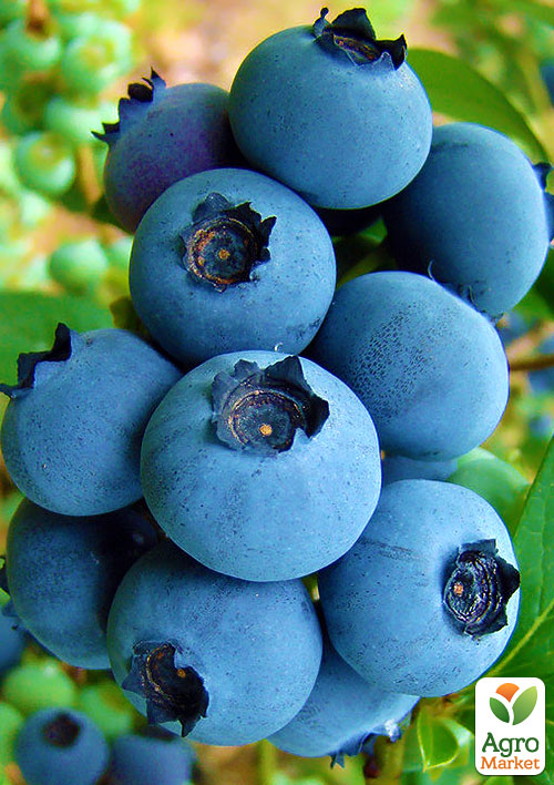 Лохина (чорниця садова) "Річка" (ранній термін дозрівання, один з найпопулярніших сортів) - фото 6