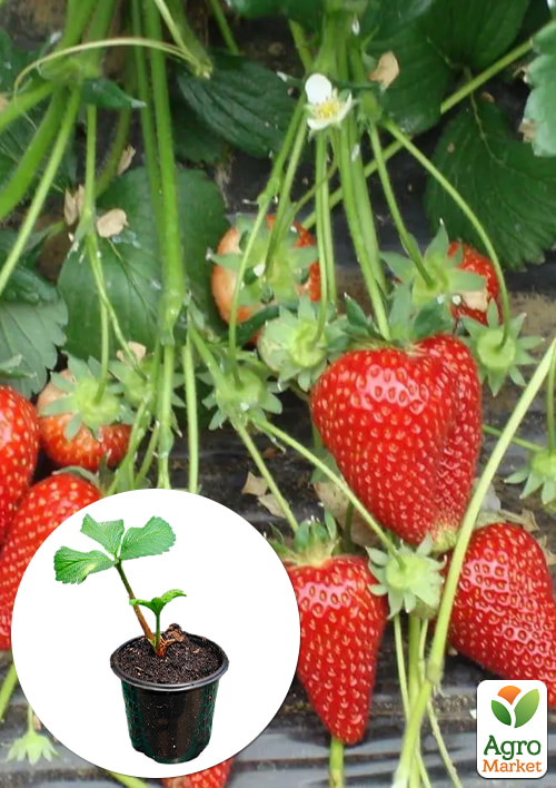 Клубника садовая "Сирия" (среднеранняя, укорененная в контейнере)