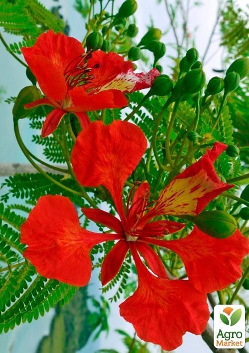 Делоникс королевский "Огненный Зонтик" - фото 3