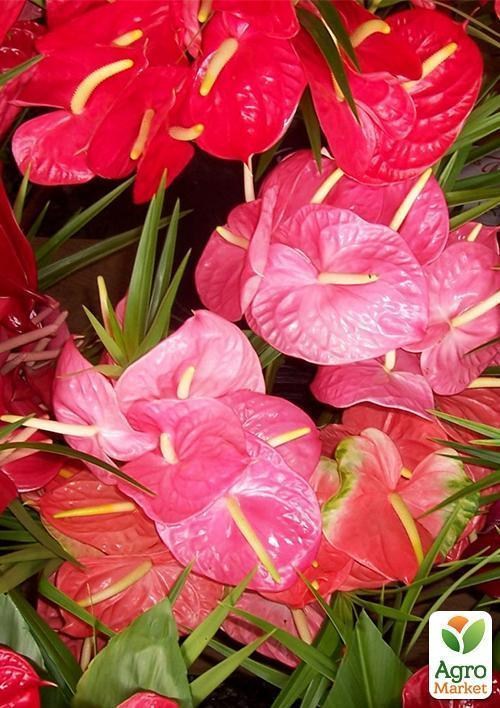 Антуріум "Вишукана історія" ТМ "Vesna Exclusive" 5шт