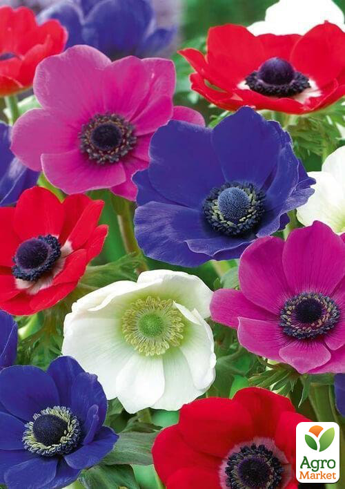 Анемона "Mix" (розмір 5/6, великий) 5шт в упаковці