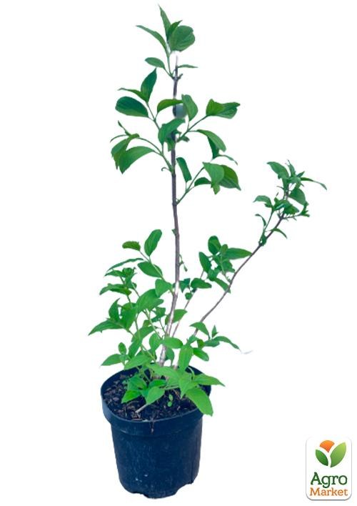 Гортензия 3-х летка метельчатая "Fire Light" - фото 2