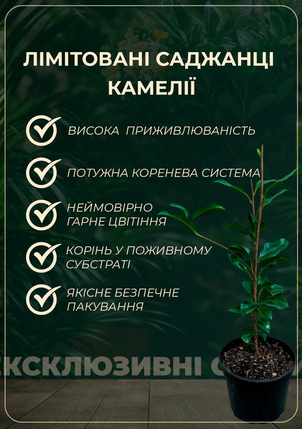 LMTD Камелія квітуча японська 2-річна "Baby Sis" (висота 30-40см)11
