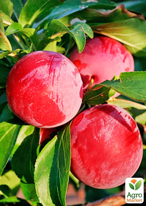 Слива "Рясна"