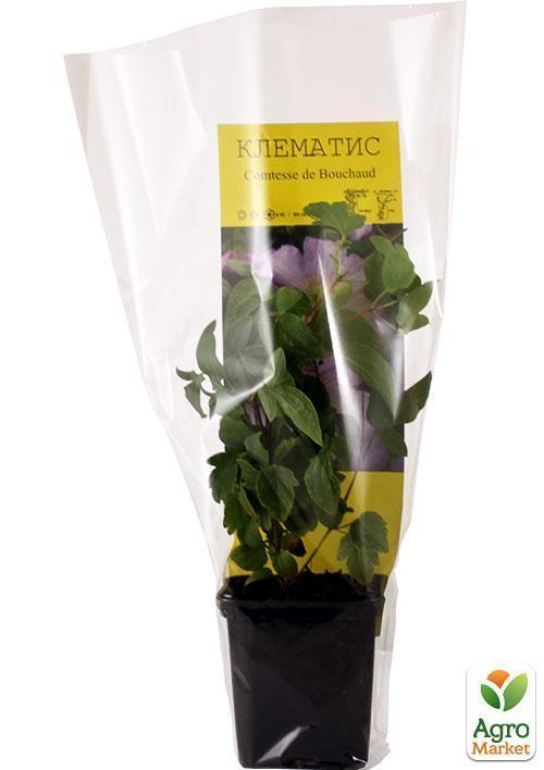 Клематис "Comtesse de Bouchaud" - фото 7