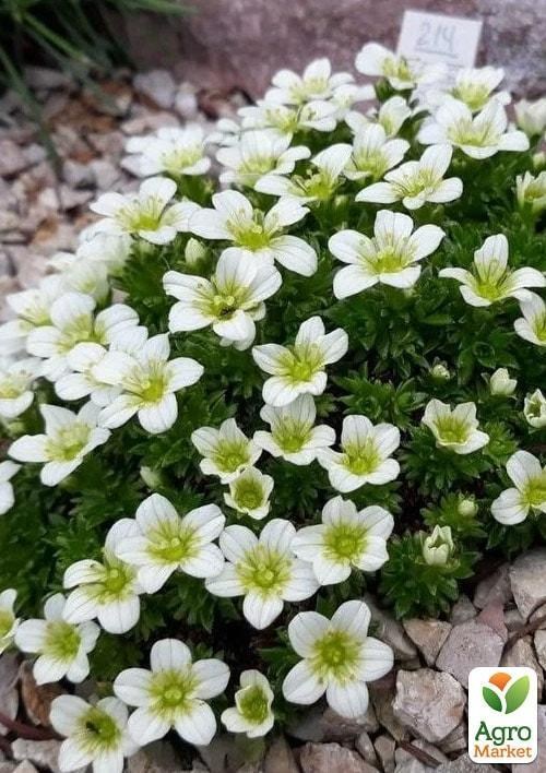 Камнеломка Арендса "White Pixie" - фото 2