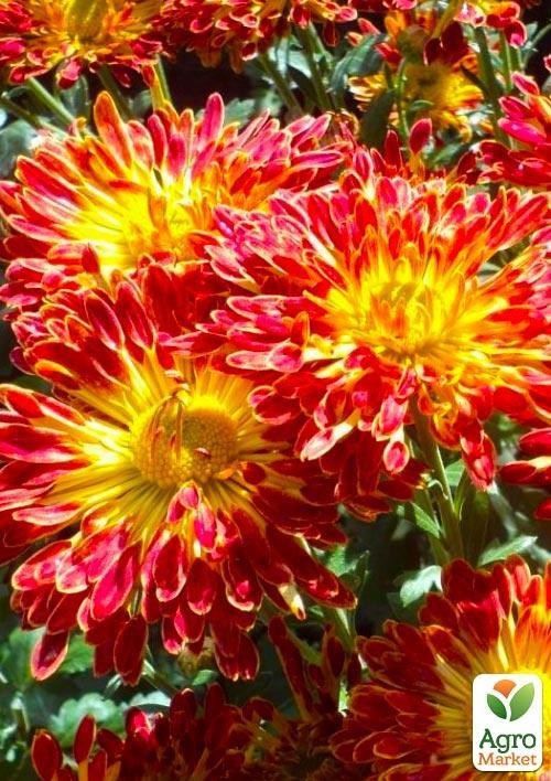 Хризантема корейская "Scarlet Sails"
