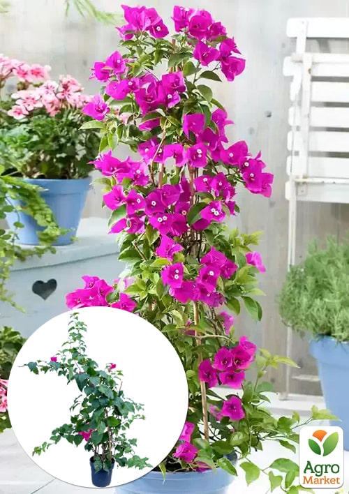 LMTD Бугенвиллия 5-и летняя "Александра" (высота 120-130см)