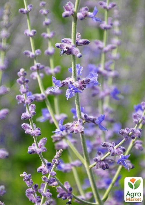 Перовския лебедолистная "Blue Steel" вазон С2 - фото 3