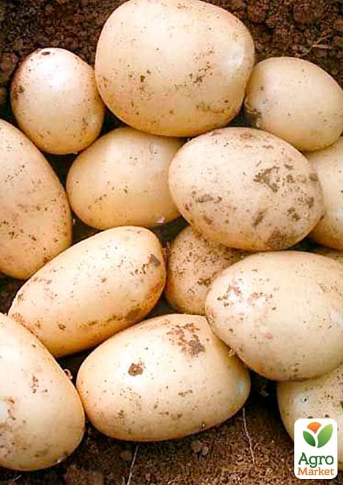 Картофель "Орла" семенной ультраранний (1 репродукция) 1кг  - фото 4