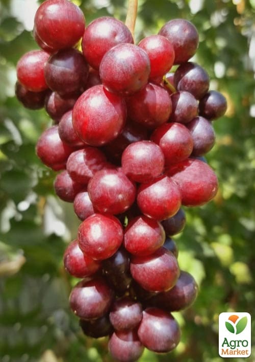 Виноград кишмиш "Червона Калина" (ранняя, крупная, сладкая,ягода селекции США) - фото 4