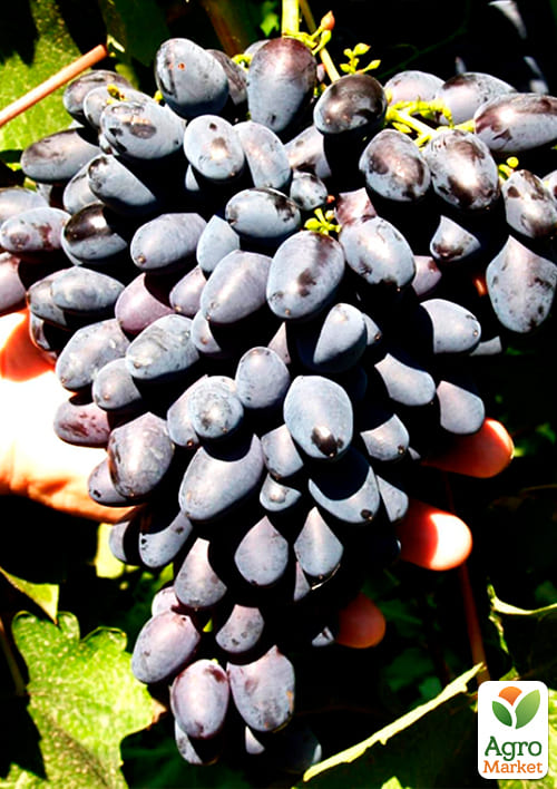 Виноград "Атос" (дуже ранній термін дозрівання) - фото 4