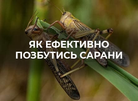 Як захистити рослини від сарани