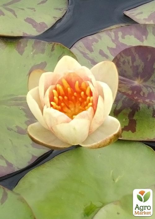 Нимфея "Аврора"