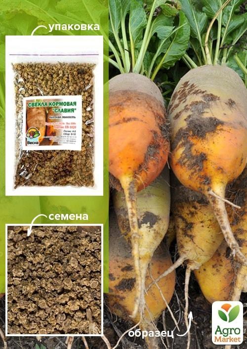 Буряк Кормова "Славія" ТМ "Весна" 100г