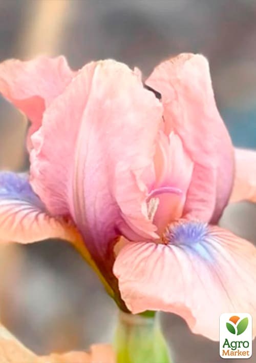 Ирис карликовый "Chanted" 1шт в упаковке - фото 2