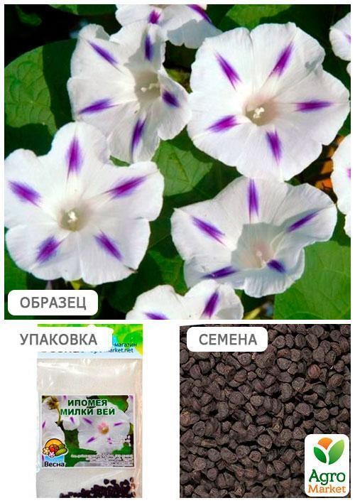 Іпомея "Мілки Вей" (Зипер) ТМ "Весна" 1г - фото 4