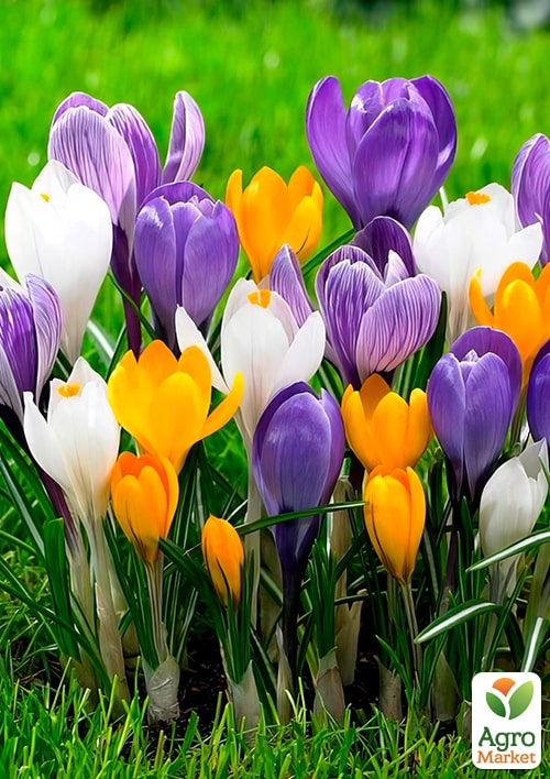 Крокус великоквітковий "Carnaval" укорінений - фото 4
