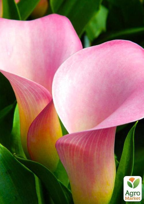 Калла "Slow" 1шт в упаковке