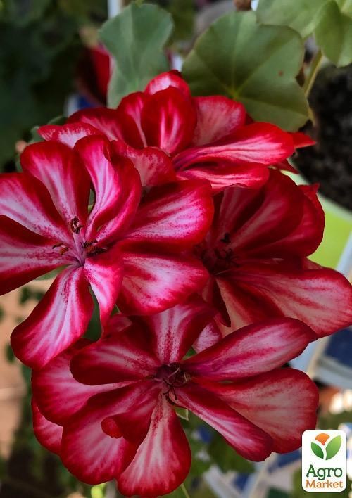 Пеларгонія ампельна "Ivy Arctic Scarlet" (контейнер № 10, висота 10-20 см)
