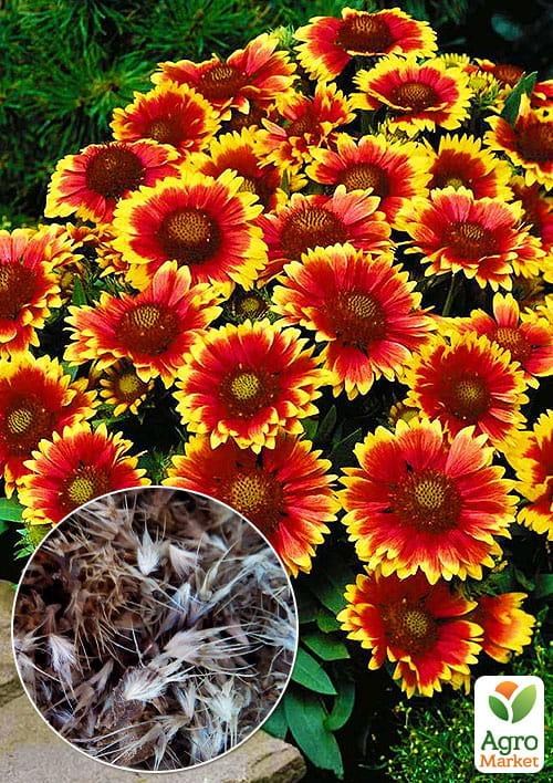 На развес Гайлардия ТМ "Весна" цена за 1г