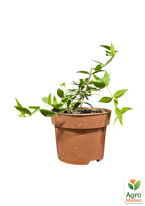 Мирт кімнатний - фото 2