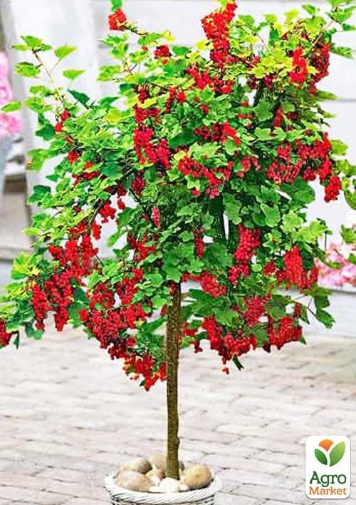 Смородина на штамбі "Рондо" (пізній термін дозрівання, зимостійкий сорт)