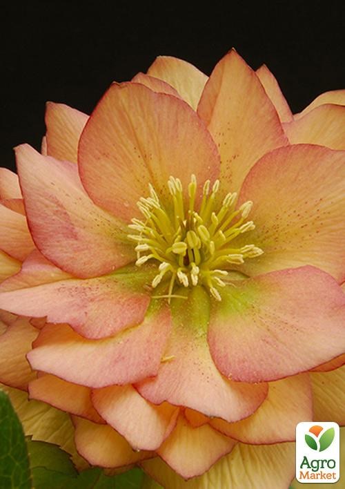 Морозник махровый (Helleborus) "Double Apricot Peach"