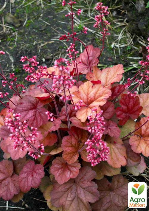 Гейхера (Heuchera) "Apricot"
