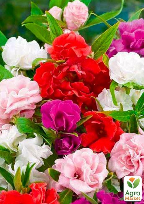 Бальзамин смесь (Зипер) ТМ "Весна" 1г - фото 3