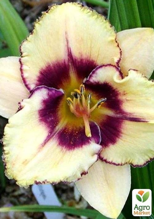 Лилейник "Alaqua" 1шт в упаковке