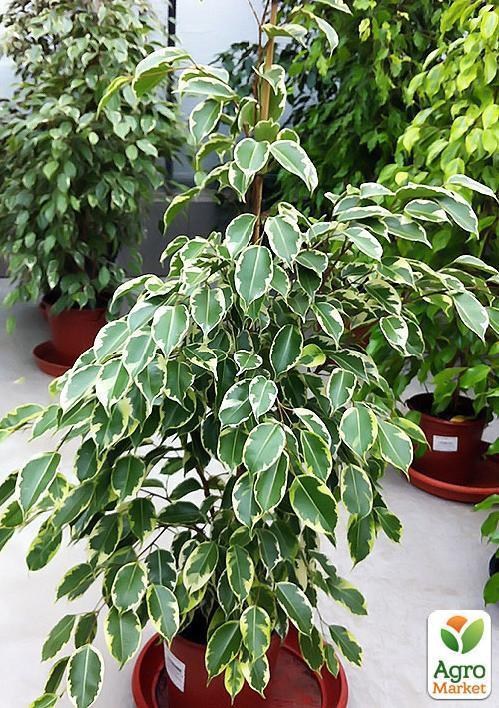 Фікус мікс "Ficus benj. Mixed" дм 12 см вис. 25 см
