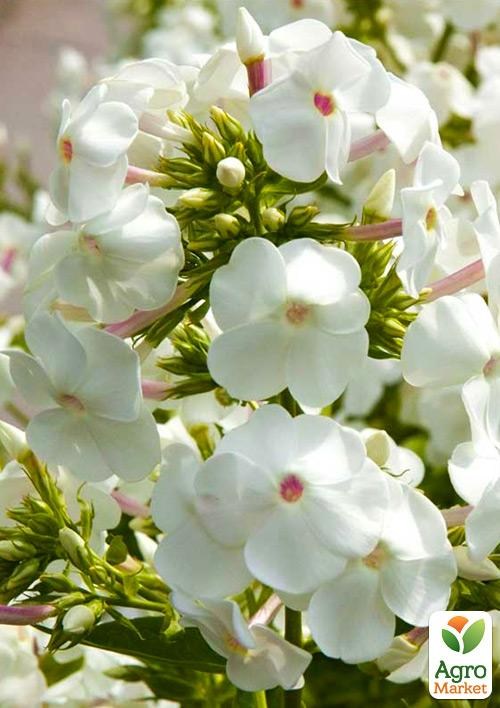 Флокс многолетний "Pina Colada" - фото 2