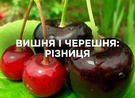 Вишня та черешня: у чому різниця?