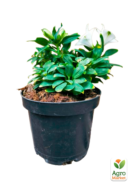 Альстромерия inticancha Patio "Magic White" (выращено in-vitro) С1,5 - фото 5