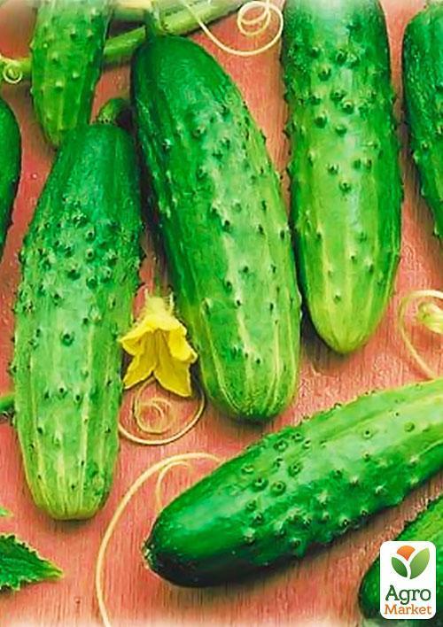 Огірок "Цезар F1" (Зипер) ТМ "Весна" 1.5г - фото 3