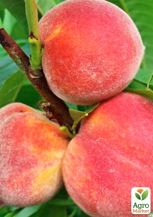Персик "Валиант" (летний сорт, средний срок созревания)