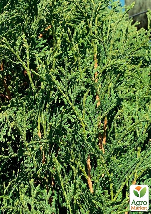 Туя західна "Holmstrup" С3, висота 30-40см - фото 3