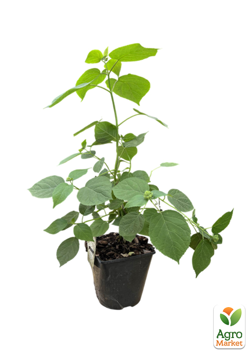 Гортензия 3-х летка метельчатая "Grandiflora" - фото 2