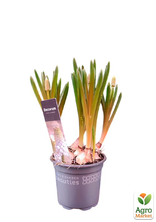 Мускарі "White Spear" укорінені - фото 2